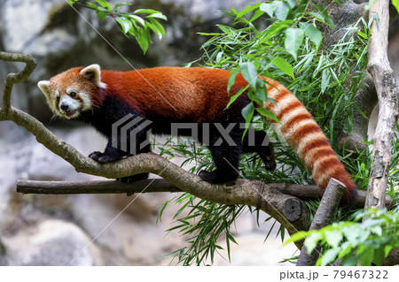 レッサーパンダ 多摩動物公園 レッサーパンダ 多摩動物公園 79467322