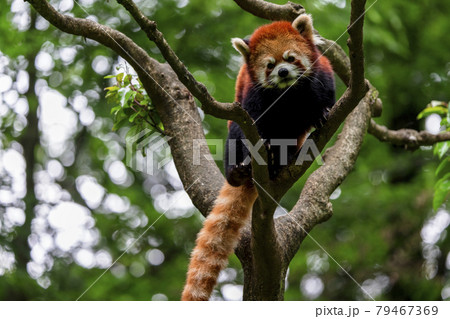 レッサーパンダ 多摩動物公園 レッサーパンダ 多摩動物公園 79467369
