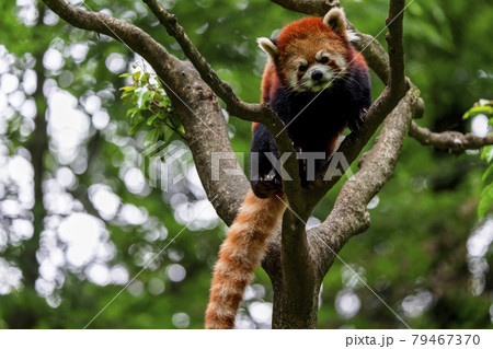 レッサーパンダ 多摩動物公園 レッサーパンダ 多摩動物公園 79467370
