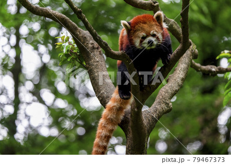 レッサーパンダ 多摩動物公園 レッサーパンダ 多摩動物公園 79467373