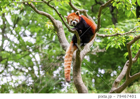 レッサーパンダ 多摩動物公園 レッサーパンダ 多摩動物公園 79467401