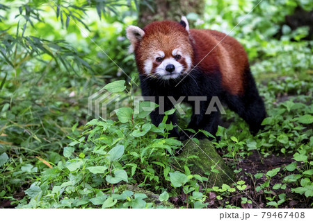 レッサーパンダ 多摩動物公園 レッサーパンダ 多摩動物公園 79467408