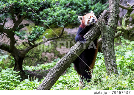 レッサーパンダ 多摩動物公園 レッサーパンダ 多摩動物公園 79467437
