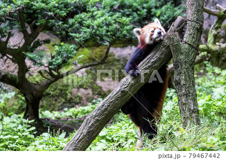 レッサーパンダ 多摩動物公園 レッサーパンダ 多摩動物公園 79467442