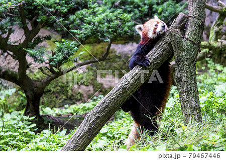 レッサーパンダ 多摩動物公園 レッサーパンダ 多摩動物公園 79467446