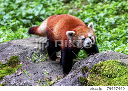 レッサーパンダ 多摩動物公園 レッサーパンダ 多摩動物公園 79467460
