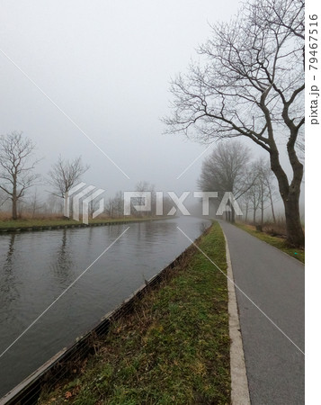 Trees by the river in the morning mist. Silhouette of plants against the background of dawn in Trees by the river in the morning mist. Silhouette of plants against the background of dawn in 79467516
