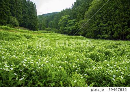 岡田の谷の半夏生 岡田の谷の半夏生 79467636