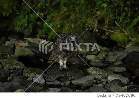 シマフクロウが魚を飲み込む瞬間瞬膜が出ている シマフクロウが魚を飲み込む瞬間瞬膜が出ている 79467696