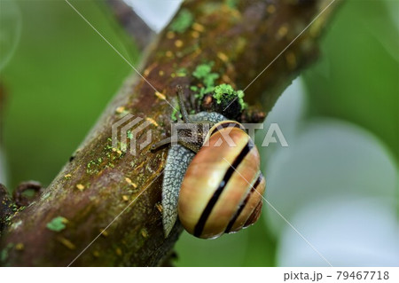 Close up of a housing snail at a tree branch Close up of a housing snail at a tree branch 79467718