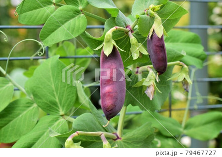 Purple peas growing on a bush in the garden Purple peas growing on a bush in the garden 79467727