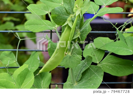 Green peas growing on a bush in the garden Green peas growing on a bush in the garden 79467728