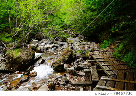 八ヶ岳　赤岳登山　北沢コース登山道 79467730