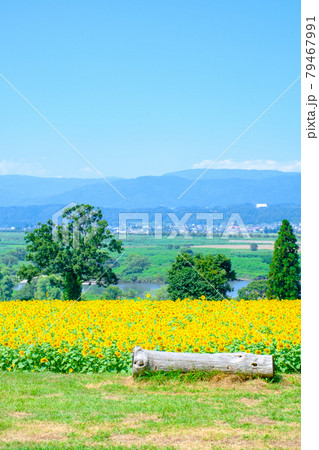 飯山市・菜の花公園のひまわり畑 79467991