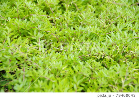 苔の絨毯 79468045