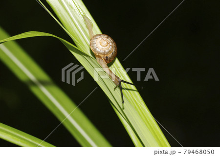 オナジマイマイ 79468050