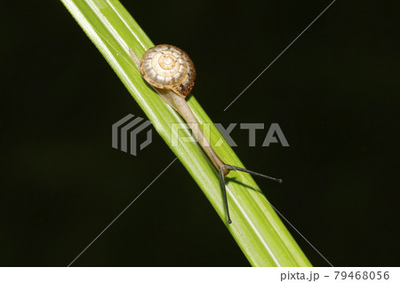 オナジマイマイ 79468056