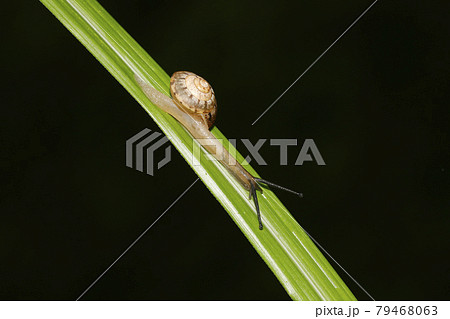 オナジマイマイ オナジマイマイ 79468063