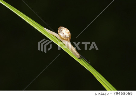 オナジマイマイ 79468069