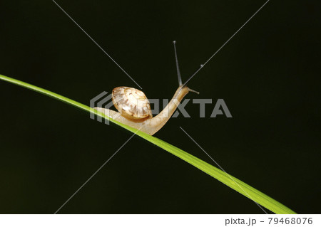 オナジマイマイ オナジマイマイ 79468076