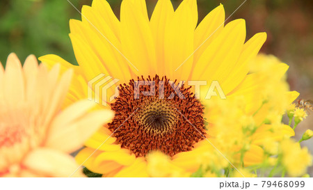 向日葵 向日葵 79468099
