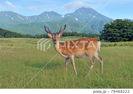 知床連山とエゾシカの雄（北海道・知床） 79468222
