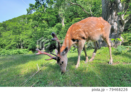 草を食べるエゾシカの雄（北海道・知床） 79468226