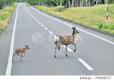 道路を横断するエゾシカの親子（北海道・知床） 79468227