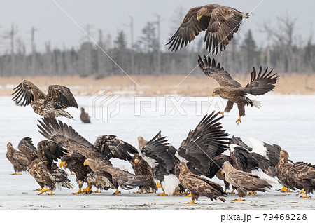 風蓮湖　冬景色 79468228