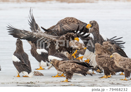 風蓮湖　冬景色 79468232