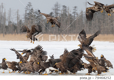 風蓮湖　冬景色 79468252