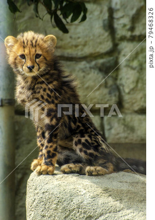 Cute cheetah cubs in Tama Zoo 多摩動物公園の可愛いチータの子供たち Cute cheetah cubs in Tama Zoo 多摩動物公園の可愛いチータの子供たち 79468326