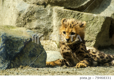 Cute cheetah cubs in Tama Zoo  多摩動物公園の可愛いチータの子供たち 79468331