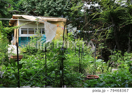 葉 木の葉 松 79468367