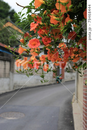 葉 木の葉 松 79468444