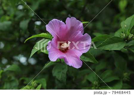 葉 木の葉 松 79468445