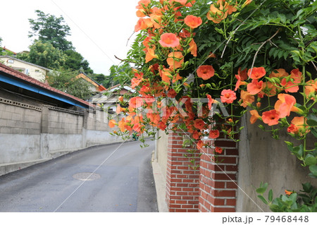 葉 木の葉 松 79468448