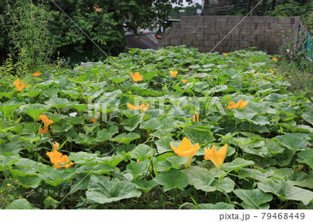 葉 木の葉 松 79468449