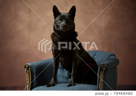 甲斐犬のシンプルな肖像画風ポートレート 79468480