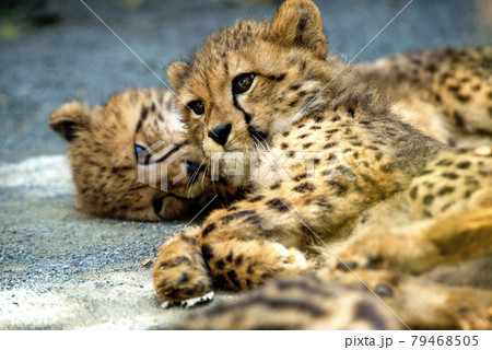 Cute 2 months old cheetah cubs in Tama Zoo 可愛い多摩動物 79468505