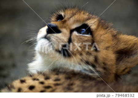 Cute cheetah cubs in Tama Zoo 多摩動物公園の可愛いチーターの子供達 Cute cheetah cubs in Tama Zoo 多摩動物公園の可愛いチーターの子供達 79468532