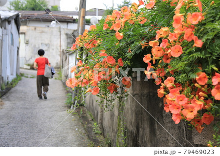 松 フェンス 塀 79469023