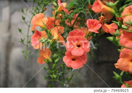 松 フェンス 塀 79469025