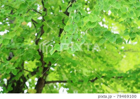 カツラの葉 カツラの葉 79469100