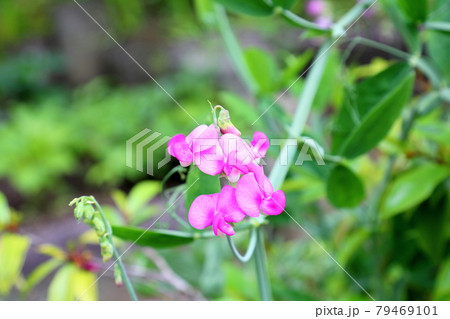 ピンクの豆の花 ピンクの豆の花 79469101