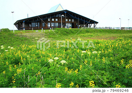 センダイハギ咲くワッカ原生花園 79469246