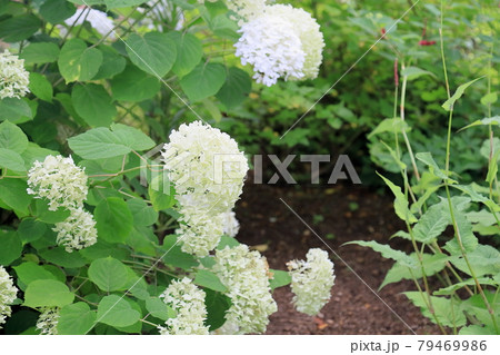 アナベルの花 79469986