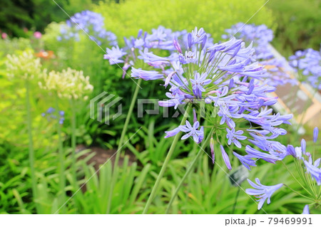 アガパンサスの花 79469991