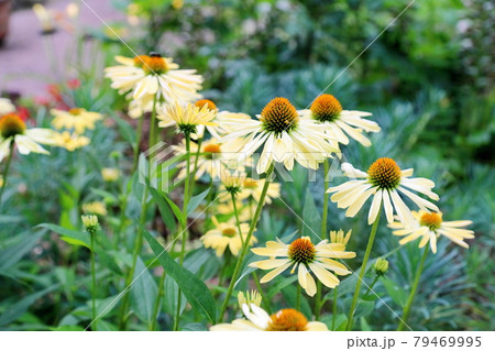 エキナセアの花 79469995