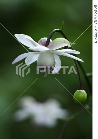 森に垂れ下がるランプ 79470309